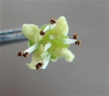  Flower-4-merous